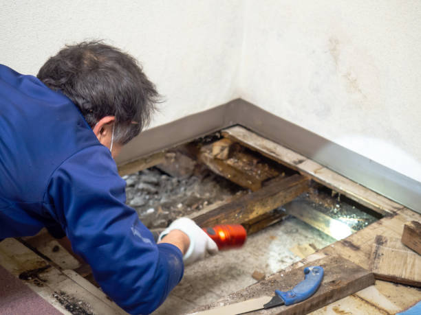 Best Residential Mold Remediation in Mcswain, CA