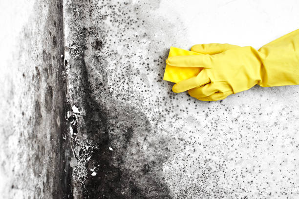 Best Black Mold Remediation in Mcswain, CA