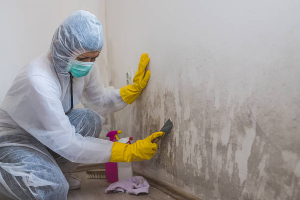 Best HVAC Mold Remediation in Mcswain, CA