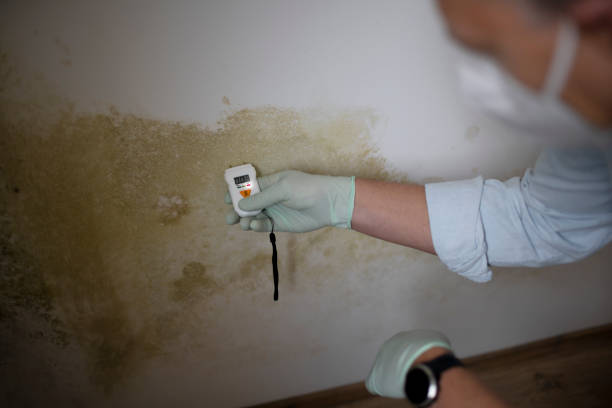 Best Residential Mold Remediation in Mcswain, CA