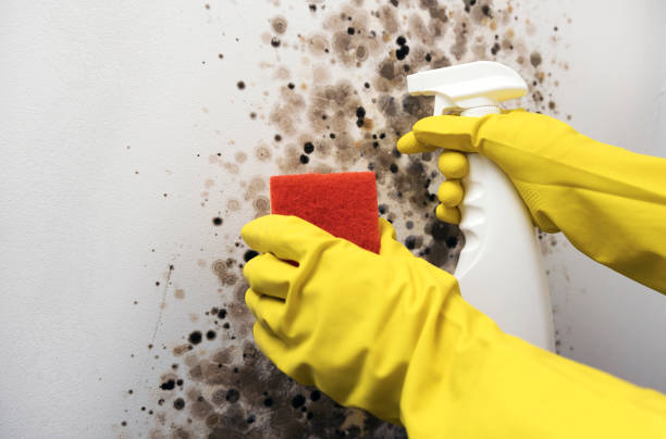 Best Bathroom Mold Remediation in Mcswain, CA